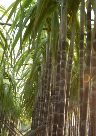 sunset in the sugarcane field